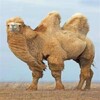 上饶骆驼多少钱一只,骑乘双峰骆驼活体价格