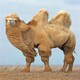 鄂尔多斯骆驼活体回收图