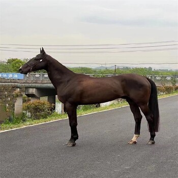 阜新乘騎大馬養(yǎng)殖場,哪里有賣騎乘大馬
