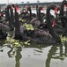 乌海黑天鹅养殖,景区采购观赏黑天鹅