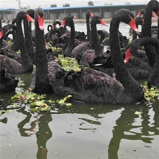 芜湖黑天鹅养殖场,景区采购观赏黑天鹅