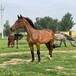 湘西乘騎大馬活體回收,常年供應觀賞騎乘大馬