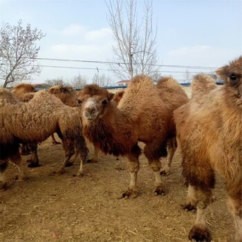 连云港骆驼养殖场,骑乘观光拍照双峰骆驼展览