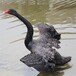 忻州黑天鹅养殖条件,哪里有卖黑天鹅的