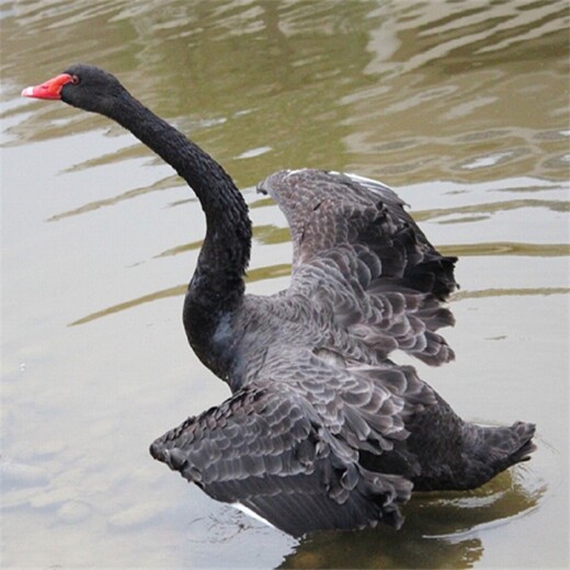 红河黑天鹅养殖条件,哪里有卖黑天鹅的