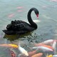 铜川黑天鹅养殖条件,回收黑天鹅活体产品图