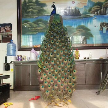 青島孔雀活體回收,出售展覽萌寵動物