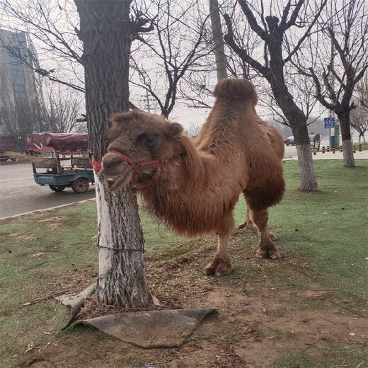 锦州骆驼养殖场,骑乘双峰骆驼