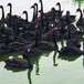 红河黑天鹅养殖条件,回收黑天鹅活体