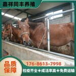 株洲骑乘马匹养殖活体回收