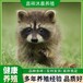 秦皇島浣熊細(xì)尾獴養(yǎng)殖養(yǎng)殖,品種優(yōu)良可指導(dǎo)飼養(yǎng)