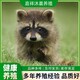 杭州浣熊细尾獴多少钱一只,纯种细尾獴图