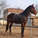 哪里有賣騎乘大馬,乘騎大馬養殖場