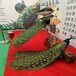 德州孔雀養殖,出售展覽萌寵動物