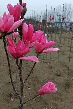 武漢紅花玉蘭