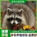 辽阳浣熊细尾獴活体价格小浣熊养殖基地