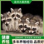 忻州浣熊细尾獴养殖条件,品种优良可指导饲养