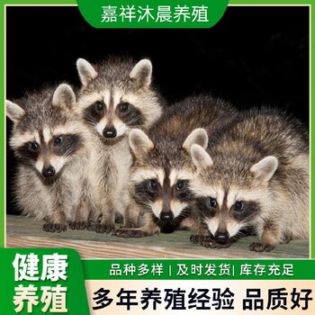 荊門浣熊細(xì)尾獴養(yǎng)殖活體回收,品種優(yōu)良可指導(dǎo)飼養(yǎng)