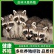 晋城浣熊细尾獴养殖活体回收原理图