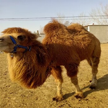 陇南骆驼养殖场,骑乘观光拍照双峰骆驼展览