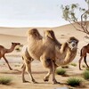 宿州骆驼价格,动物园骆驼养殖