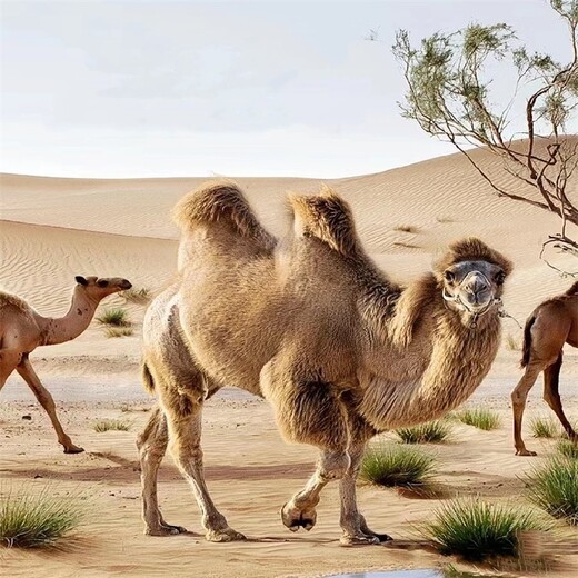骑乘观光拍照双峰骆驼展览,朝阳骆驼多少钱一匹