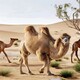 骆驼养殖基地图