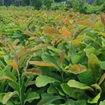 ?？诤駱忝缒镜膬r(jià)格