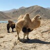 骑乘观光拍照双峰骆驼展览,昆明骆驼价格