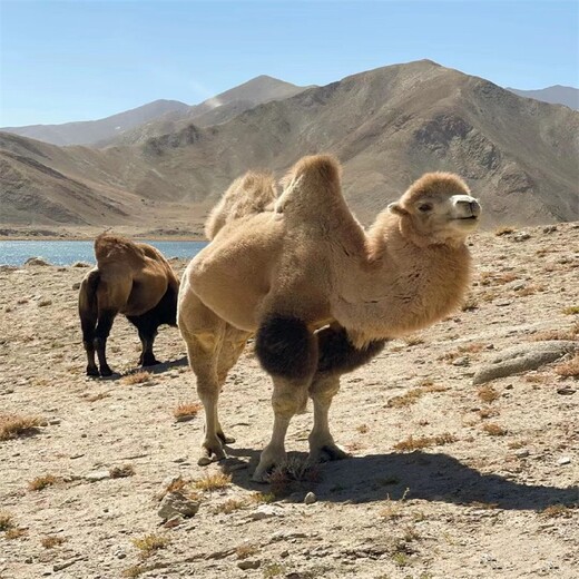 鹤壁骆驼养殖条件,骑乘双峰骆驼活体价格