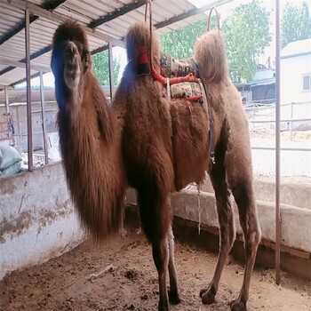 甘南骆驼养殖技术,骑乘观光拍照双峰骆驼展览