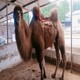 武汉骆驼活体价格,骑乘观光拍照双峰骆驼展览产品图
