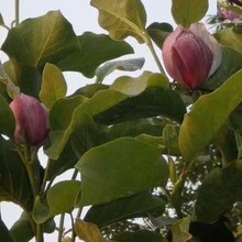 紅花玉蘭基地圖片