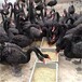 天津黑天鹅养殖条件,景区采购观赏黑天鹅