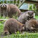 铁岭浣熊细尾獴养殖条件,景区观赏萌宠小浣熊幼崽