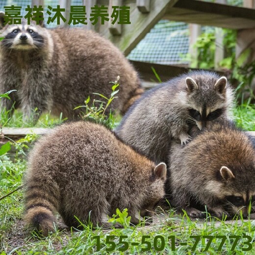 温州浣熊细尾獴活体回收,景区观赏萌宠小浣熊幼崽