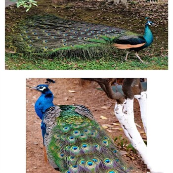 吉安孔雀活体回收,散养生态园观赏长尾巴孔雀养殖