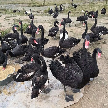 德州黑天鹅养殖,回收黑天鹅活体