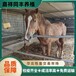 哪里有賣騎乘大馬,懷化乘騎大馬多少錢一只