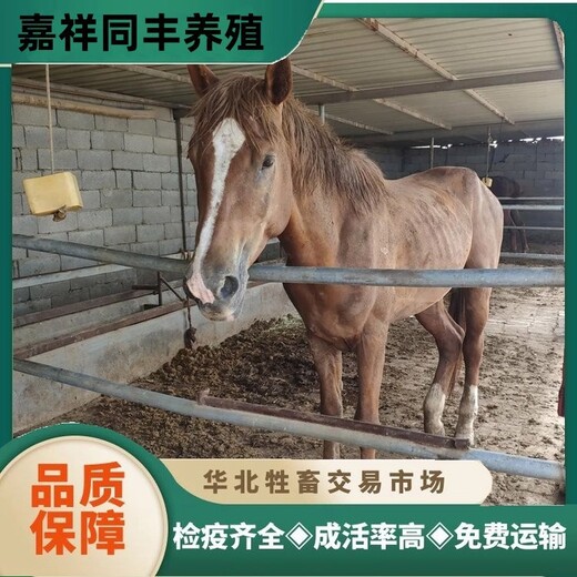 安庆乘骑大马养殖条件养殖散养骑乘马