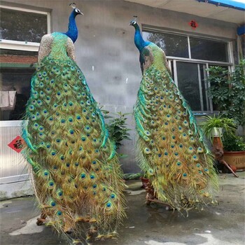 牡丹江孔雀活體價格,出售孔雀標本