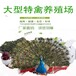 西安孔雀养殖,出售展览萌宠动物