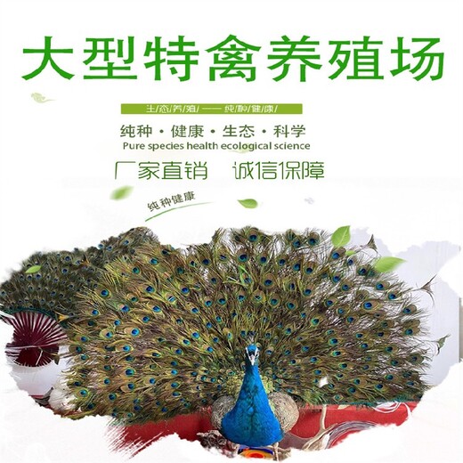 红河孔雀养殖条件,散养生态园观赏长尾巴孔雀养殖