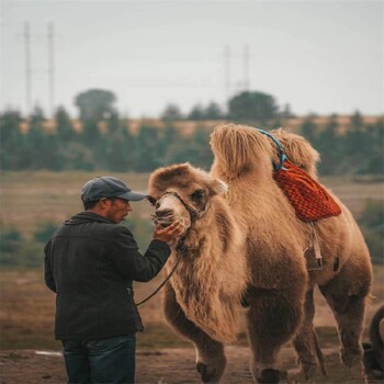 郴州骆驼养殖基地,动物园骆驼养殖
