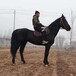 云浮騎乘馬匹養殖多少錢一只