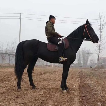 杭州骑乘马匹养殖价格