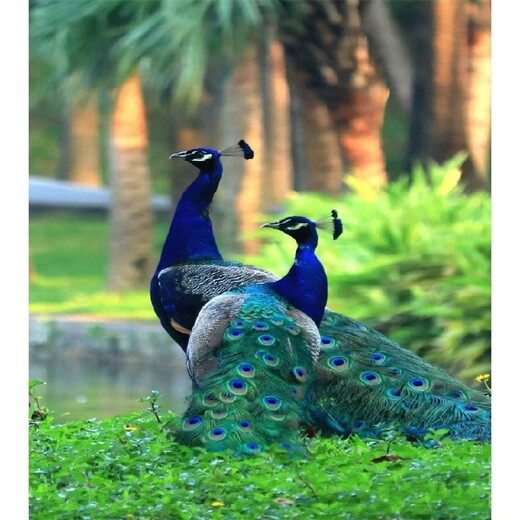 杭州孔雀多少钱一只,观赏长尾巴孔雀养殖