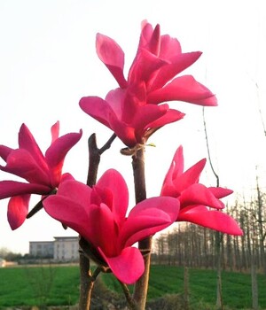 荆州红花玉兰木