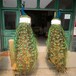 營口孔雀養(yǎng)殖,花孔雀大型養(yǎng)殖場(chǎng)