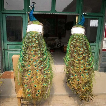 營(yíng)口孔雀養(yǎng)殖,花孔雀大型養(yǎng)殖場(chǎng)